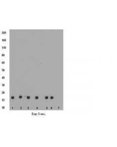Millipore Anti-Monomethyl Histone H3 (Lys9) Antibody, Clone Cma306