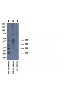 Millipore Anti-Ubiquitin Antibody, Lys63-Specific, Clone Hwa4c4