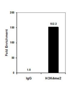 Millipore Anti-Dimethyl Histone H3 (Lys4) Antibody, Clone Cma303,