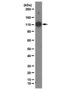 Millipore Anti-Hnrnp U Antibody, Clone 3g6