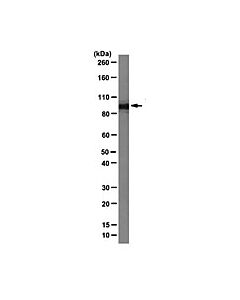 Millipore Anti-Importin Beta-1 Antibody, Clone 3h14