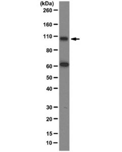 Millipore Anti-Gemin3 Antibody, Clone 12h12