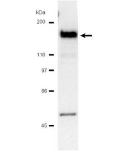 Millipore Anti-Plcgamma-1 Antibody