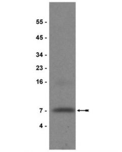 Millipore Anti-Igf-I Antibody, Clone Sm1.2