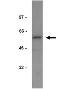 Millipore Anti-Ef1alpha Antibody Clone Cbp-Kk1