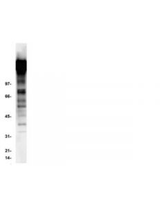 Millipore Anti-Phosphotyrosine Antibody, Clone 4g10