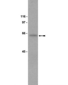 Millipore Anti-Marcks Antibody, Clone 2f12