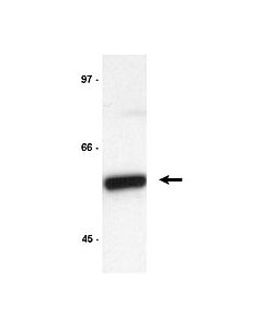 Millipore Anti-Cyclin B1 Antibody, Clone Gns3 (8a5d12)