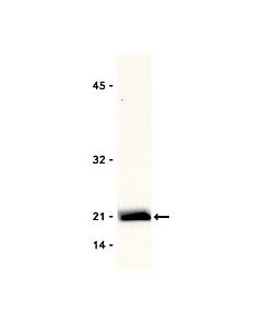 Millipore Anti-Rac1 Antibody, Clone 23a8