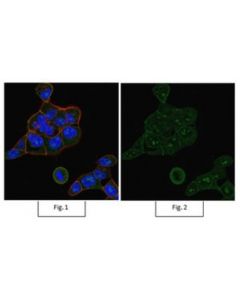 Millipore Anti-Rac1 Antibody, Clone 23a8, Alexa Fluor 488 Conjugate