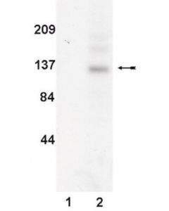 Millipore Anti-Jak3 Antibody, Clone B32-32