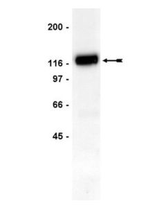 Millipore Anti-Cbl Antibody, Clone 7g10