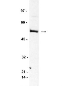 Millipore Anti-Bin1 Antibody, Clone 99d