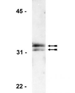 Millipore Anti-Histone H1 Antibody, Clone Ae-4