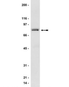 Millipore Anti-Grk 2/3 (Betaark 1/2) Antibody, Clone C5/1.1