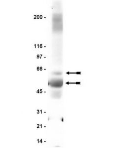 Millipore Anti-Gaba A Receptor Beta2/3 Antibody