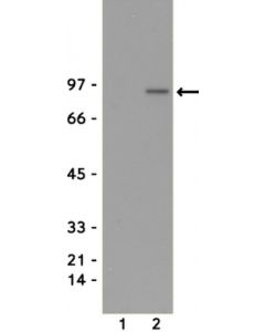 Millipore Anti-Phospho-Stat5a/B (Tyr694/699) Antibody, Clone 8-5-2