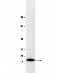 Millipore Anti-Histone H3 Antibody, Clone 6.6.2