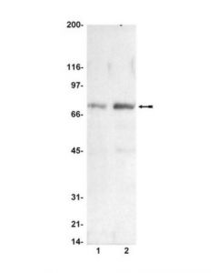 Millipore Anti-Phospho-Raf-1 (Ser338) Antibody