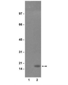 Millipore Anti-Phospho-Histone H3 (Ser10) Antibody, Clone Rr002