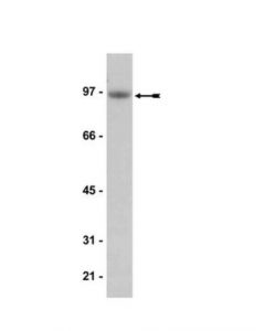 Millipore Anti-Igf-Ir Antibody, Clone Jbw902