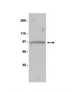 Millipore Anti-Mps1 Antibody, Nt, Clone 3-472-1