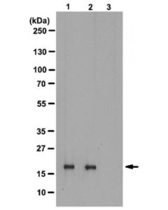 Millipore Anti-Phospho-Histone H3 (Thr3) Antibody, Clone Jy325, Rabbit