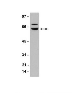 Millipore Anti-Wt1 Antibody, Clone 6f-H2