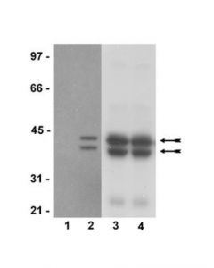 Millipore Anti-Phospho-Erk1/2 (Thr202/Tyr204, Thr185/Tyr187)Antibody,