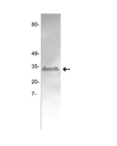 Millipore Anti-Tissue Factor Antibody, Clone Gma-320