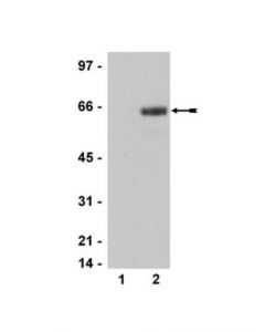 Millipore Anti-Phospho-Atf2 (Thr69/71) Antibody, Clone Aw65