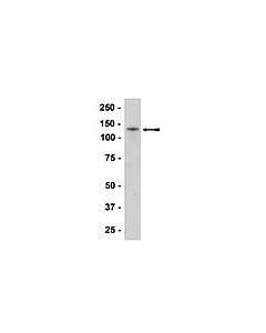 Millipore Anti-N-Cadherin Antibody, Clone 13a9