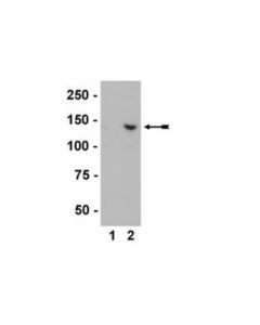 Millipore Anti-Incenp Antibody, Clone 58-217