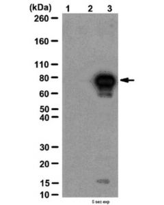 Millipore Anti-Acetyl-P53 (Lys320) Antibody