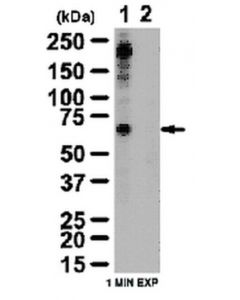 Millipore Anti-Phospho-Tak1 (Ser412) Antibody