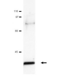 Millipore Anti-C-Jun Antibody
