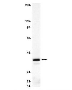 Millipore Anti-Gialpha3 Antibody