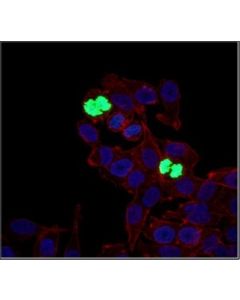Millipore Anti-Phospho Histone H3 (Ser10) Antibody, Alexa Fluor 488