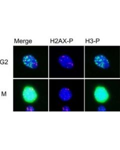 Millipore Anti-Phospho-Histone H3 (Ser10) Rabbit Ab 200ug