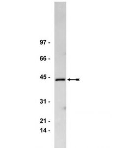 Millipore Anti-Gq/11alpha Antibody, Ct