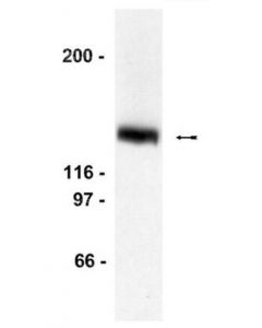 Millipore Anti-Lexa Antibody, Dna-Binding Region