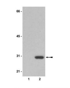 Millipore Anti-Neomycin Phosphotransferase Ii Antibody