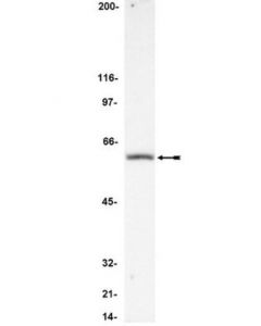 Millipore Anti-Flip Antibody, Ct