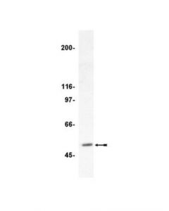 Millipore Anti-Hdac3 Antibody