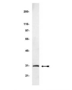 Millipore Anti-Gfp (Green Fluorescent Protein) Antibody