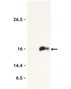 Millipore Anti-Acetyl-Histone H3 (Lys9) Antibody, Trial Size