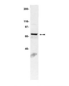 Millipore Anti-Gp91-Phox Antibody