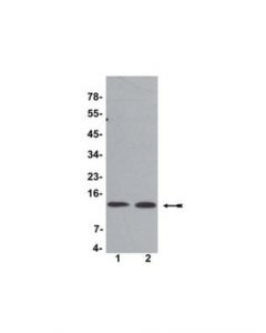 Millipore Anti-Histone H4 Antibody