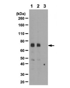Millipore Anti-Acetylated-Src (Lys430) Antibody