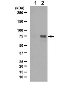 Millipore Anti-Phospho-Stat3 (Tyr68) Antibody